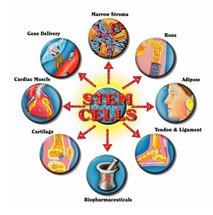 Quy trình tạo mô mắt từ tế bào gốc của các nhà khoa học Nhật Bản để chữa mù giác mạc do bị tổn thương