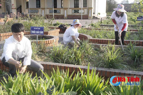 Vườn thuốc nam ở Trạm Y tế xã Thạch Hưng đã có sản phẩm dược liệu cung cấp cho thị trường.