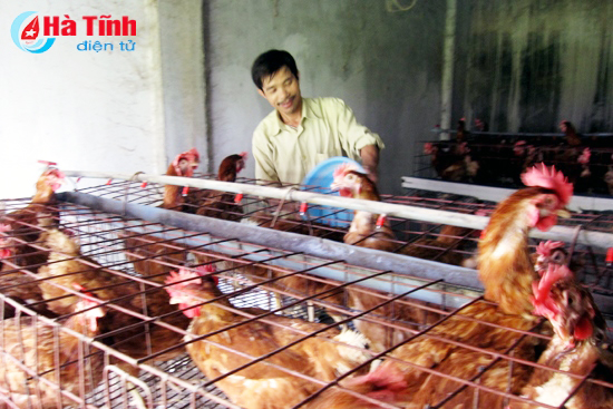 Gia cầm cần được tiêm phòng đầy đủ để phòng ngừa dịch bệnh.