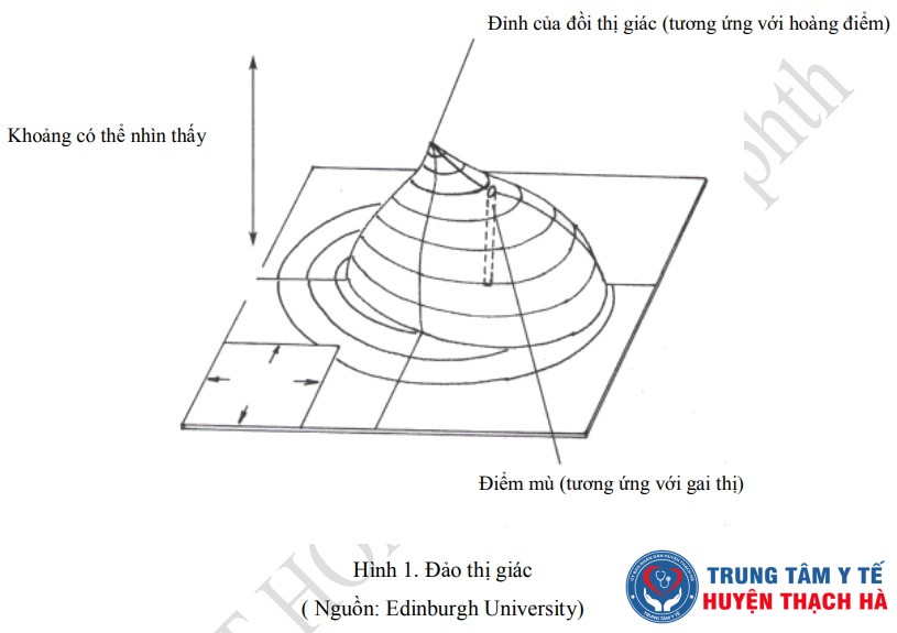 Giải phẫu và sinh lý ứng dụng trong đánh giá thị trường