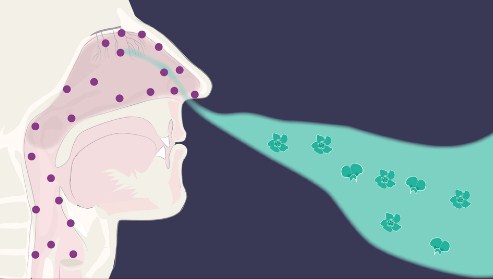 Vì sao bệnh nhân COVID-19 bị mất khứu giác?